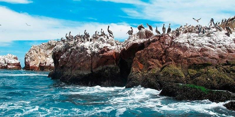 Pélicans à Paracas