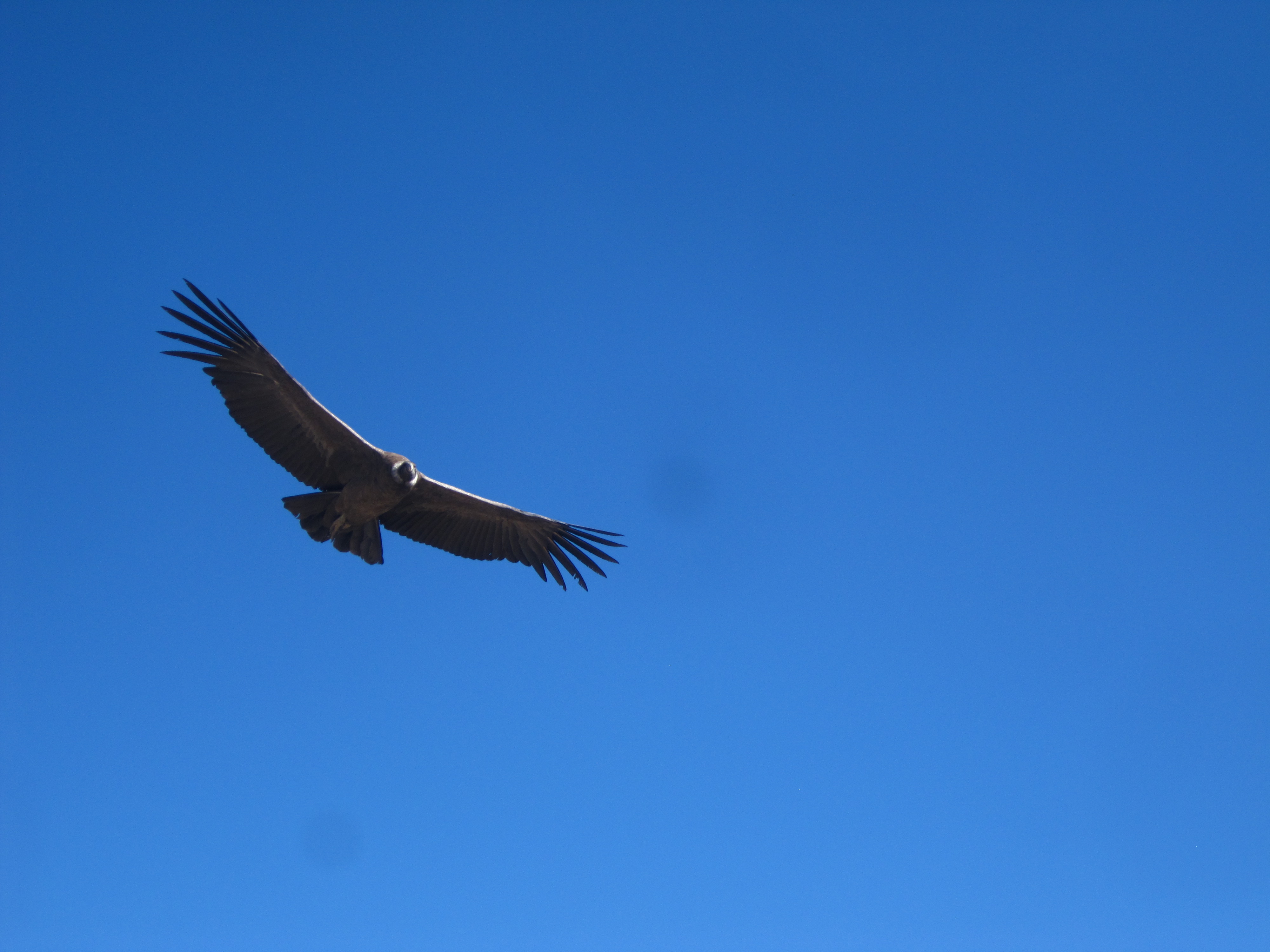 Le condor des Andes, le plus grand oiseau volant du monde