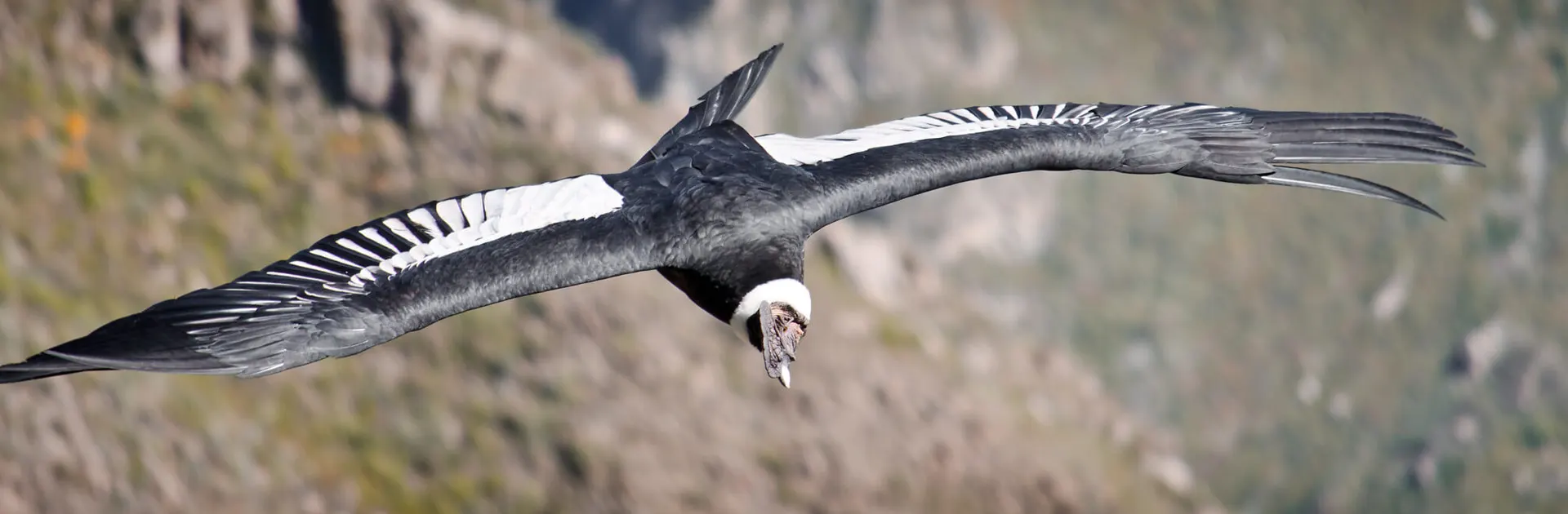 Chonta Mirador condors