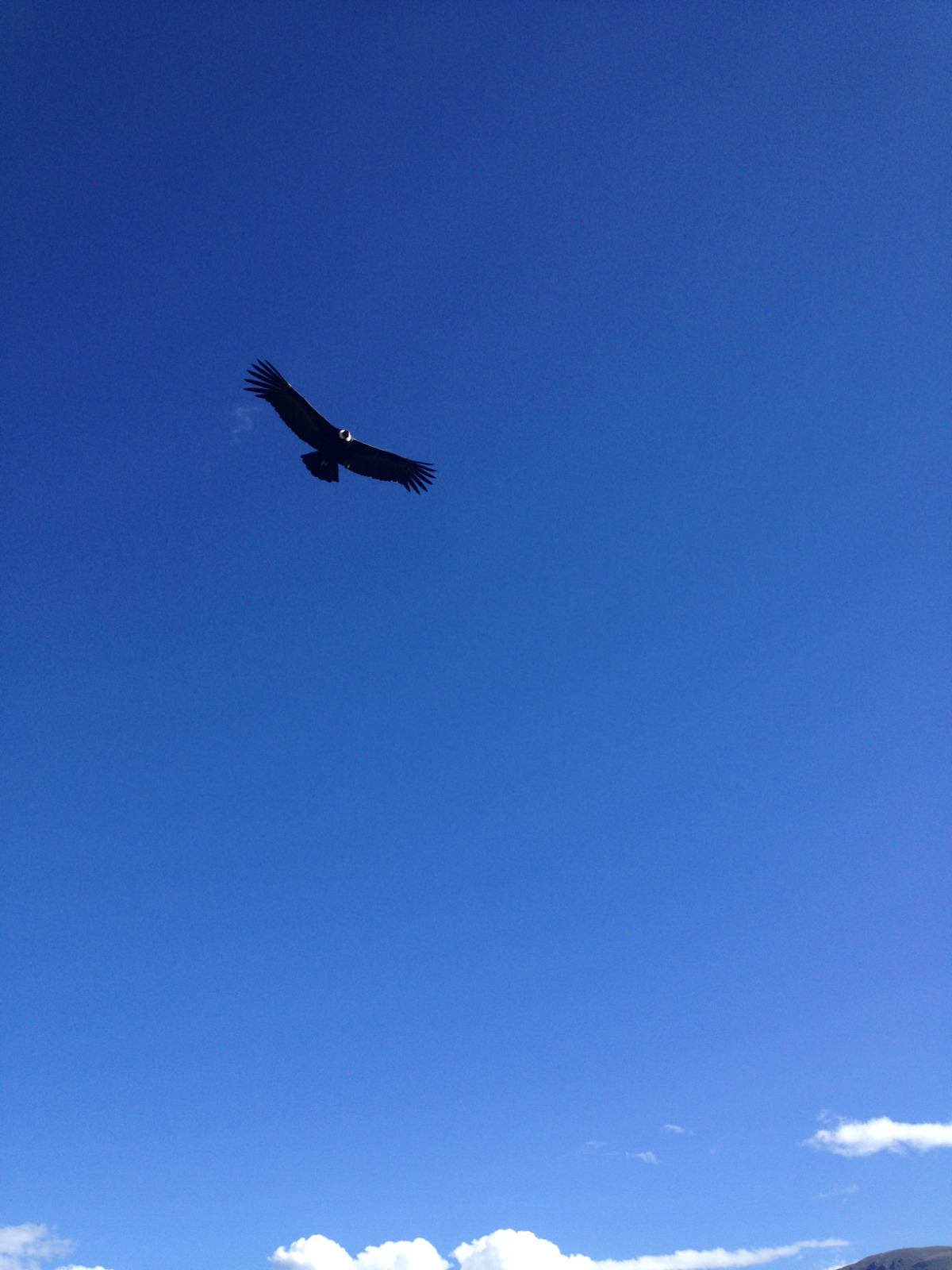 Chonta Mirador condors