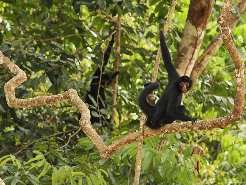 singe amazonie L’Amazonie Péruvienne 4 Jours