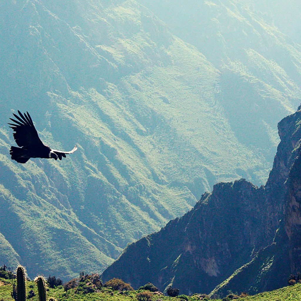 Canyon de Colca condor