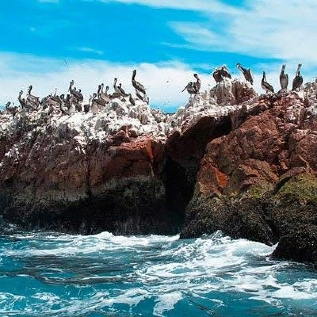 paracas pelicans